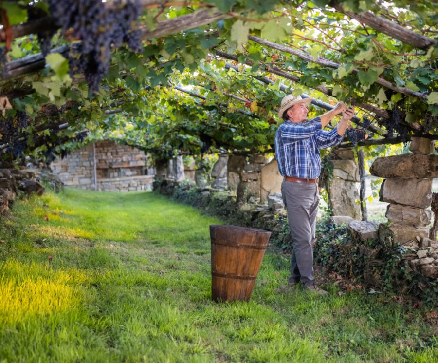 Najstarejši vinograd refoška